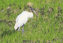 Wood Stork